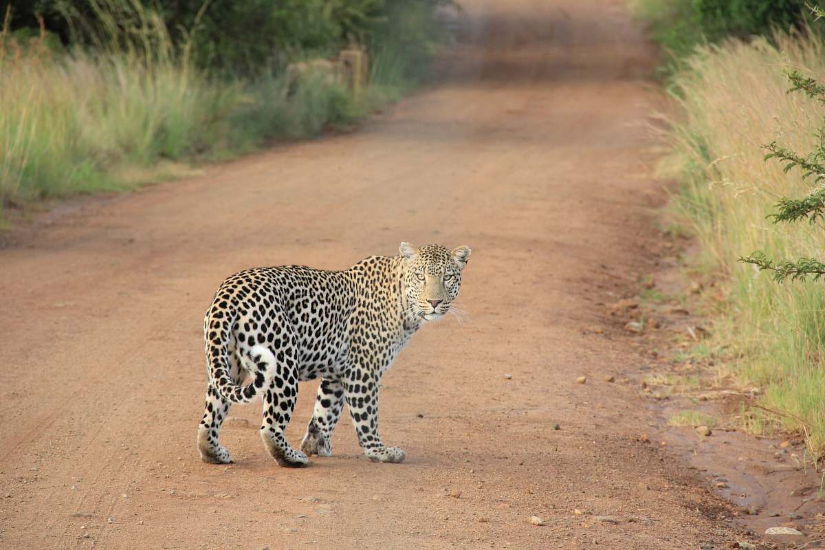 dirt road leopard on dirt road road